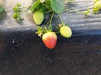 strawberry 2 project thumbnail