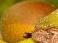 coffee_fruit_crop project thumbnail