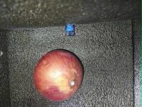 Tomato Segregation project thumbnail