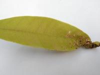 Mango_Leaf_Disease project thumbnail