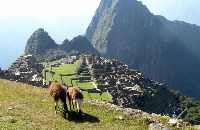 Alpaca project thumbnail