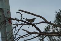 take project thumbnail