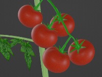 Tomato_pedicel project thumbnail