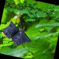 Garbage Object Detection Model by yolo11