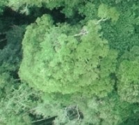 monotrees project thumbnail
