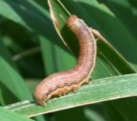 Dangerous-Insects-Farm  project thumbnail