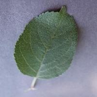 Leaves-detection project thumbnail