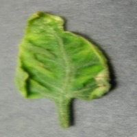 plant disease detection project thumbnail