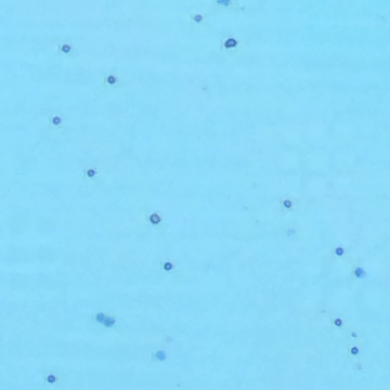 Cell (cell-ijyka) - Roboflow Universe
