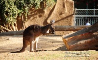 kangaroo project thumbnail