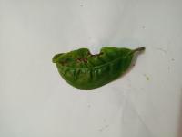 Smart Tea Leaf Segmentation 2 Instance Segmentation Model by Mandaras ...
