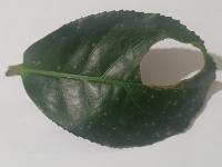 Smart Tea Leaf Segmentation 2 Instance Segmentation Model by Mandaras ...