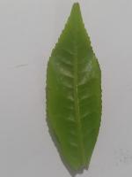 Smart Tea Leaf Segmentation 2 Instance Segmentation Model by Mandaras ...