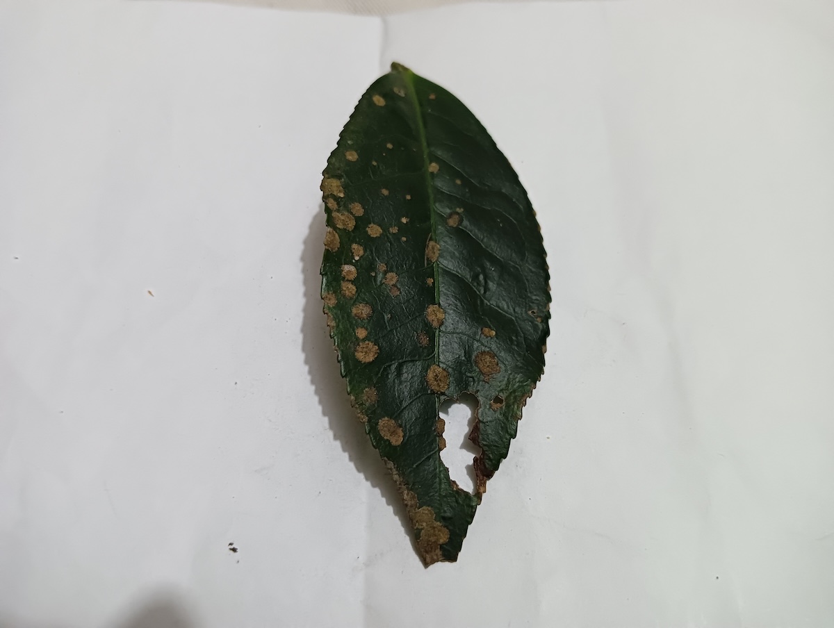 Smart Tea Leaf Segmentation 2 Instance Segmentation Model by Mandaras ...