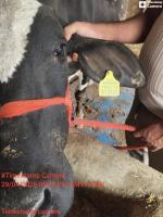 eartag detection project thumbnail