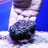 Optical Underwater Monitoring With Lake project thumbnail