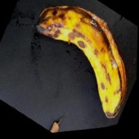 wheat ear detection project thumbnail