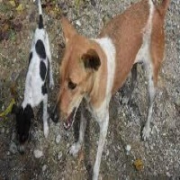 Stray dogs project thumbnail