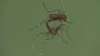 mosquito  project thumbnail