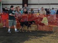 dog project thumbnail
