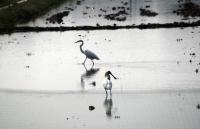 Spoonbill project thumbnail