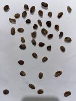 Coffee Detection With Standard project thumbnail
