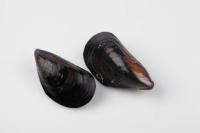 Mussels_Abnormalities_Instance project thumbnail