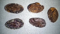 cacao v2 project thumbnail