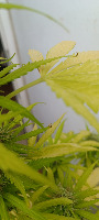 Symptoms project thumbnail