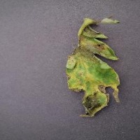 Late Blight detection project thumbnail