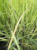 rice disease yolo v5 project thumbnail