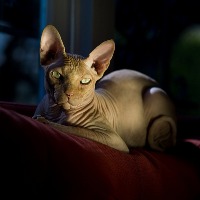 Cat Face Detection Object Detection Model by mamjNLPMM