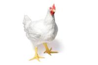 hen mouth project thumbnail