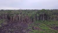 deforestation project thumbnail