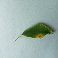 Deteksi Penyakit Daun v2 project thumbnail
