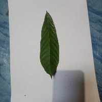 Dataset Image