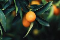 FruitDetection project thumbnail
