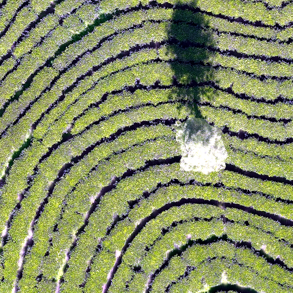 plantation-seg Instance Segmentation Dataset by segmentation