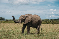 Animal Highway Surveillance project thumbnail