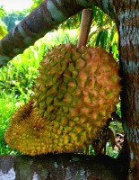 durian-shape project thumbnail
