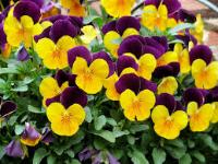 Flower Ai project thumbnail