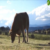 cattle recog project thumbnail