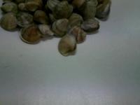 Mussels and Clams project thumbnail