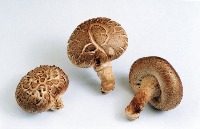 mushroom project thumbnail