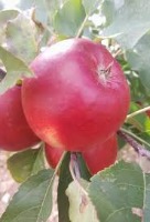 Apple project thumbnail