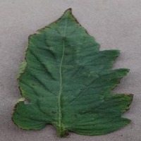 Tomato_leaf_yolo11 project thumbnail