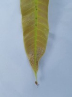 Mango Leaf Semantic project thumbnail