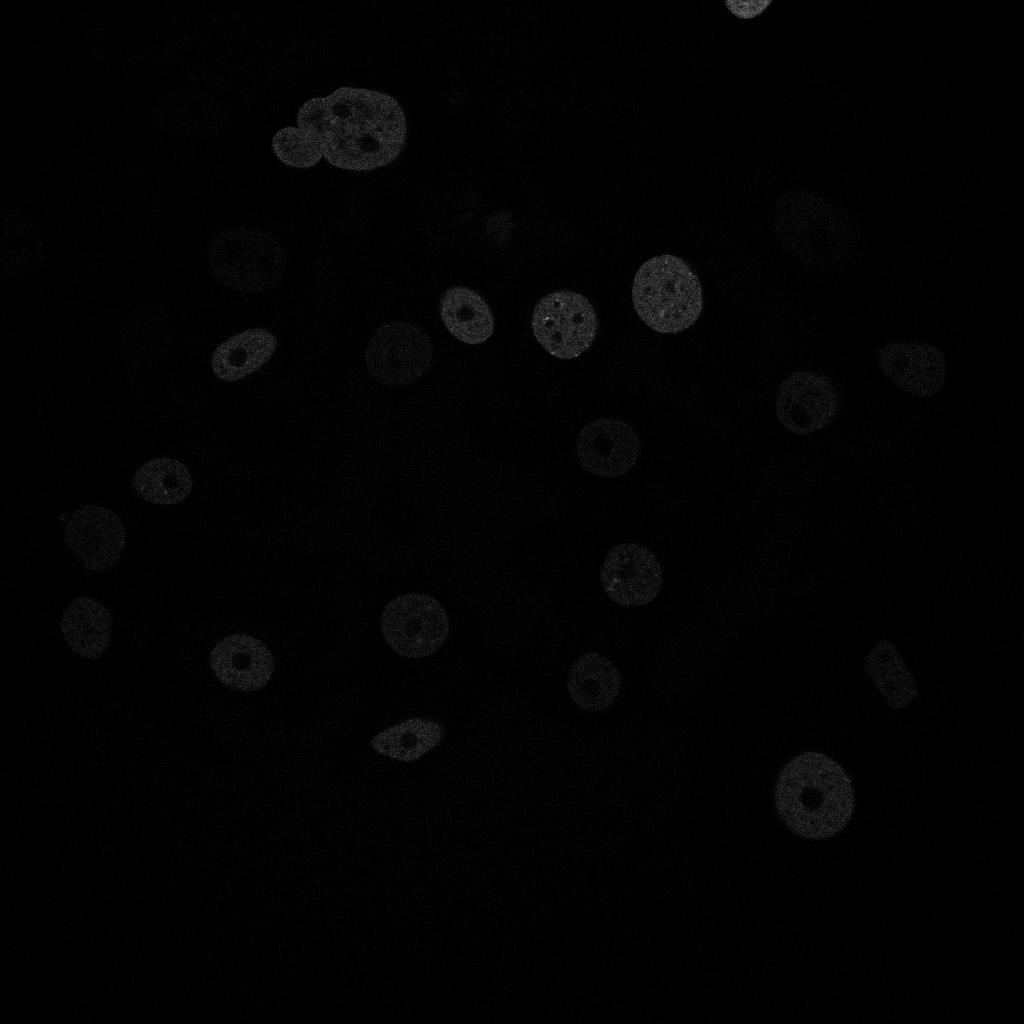 mouse stem cells Object Detection Model by testinglabeling
