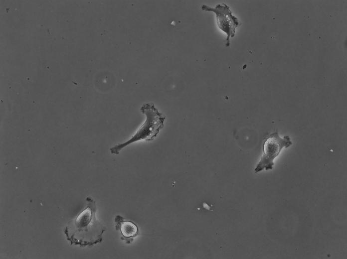 Cell test videos object detection dataset by testinglabeling