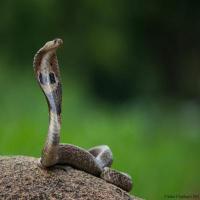 Snake project thumbnail